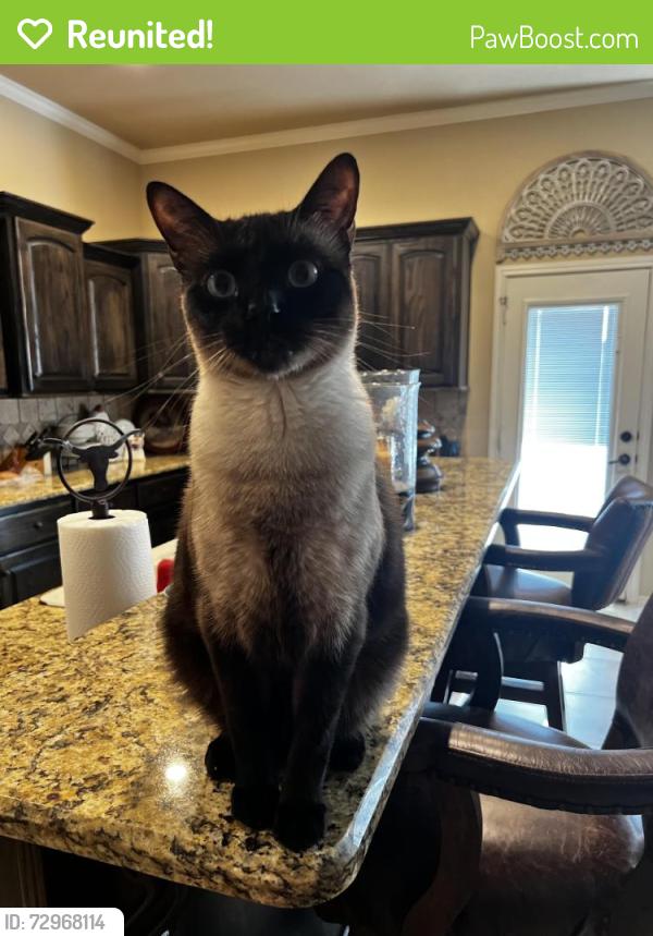 Reunited Male Cat last seen 98th and Milwaukee , Lubbock, TX 79424