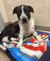 Shelter Stray Male Dog last seen Near Valley Green Rd, 30058, GA, Atlanta, GA 30341