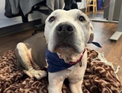 Shelter Stray Female Dog last seen Seattle, WA 98108, Seattle, WA 98119