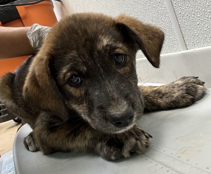 Shelter Stray Male Dog last seen Near Woodham Way SE, Atlanta, GA 30316, 30316, GA, Atlanta, GA 30341