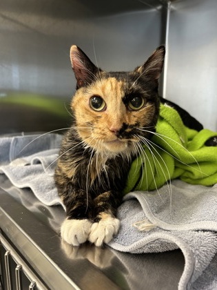 Shelter Stray Female Cat last seen Seattle, WA 98104, Seattle, WA 98119