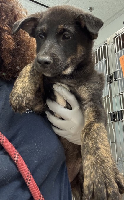 Shelter Stray Female Dog last seen Near Woodham Way SE, Atlanta, GA 30316, 30316, GA, Atlanta, GA 30341