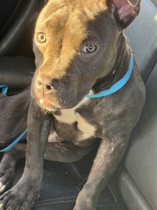 Shelter Stray Unknown Dog last seen Near Braeburn Cir SE, Atlanta, GA 30316, 30316, GA, Atlanta, GA 30341