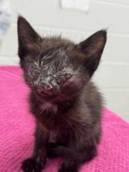 Shelter Stray Female Cat last seen Near Barbara Ave, Baltimore, MD 21206, 21206, MD, Baltimore, MD 21230