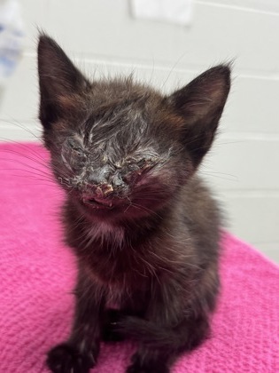 Shelter Stray Female Cat last seen Near Barbara Ave, Baltimore, MD 21206, 21206, MD, Baltimore, MD 21230