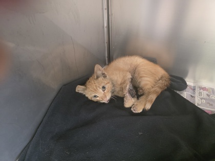 Shelter Stray Unknown Cat last seen Near High Plains DR, 75149, TX, Mesquite, TX 75149