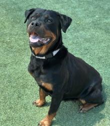 Shelter Stray Female Dog last seen W Shaw Ave & N Garfield Ave, Fresno Zone Fresno CO 1A 93723, CA, Fresno, CA 93706