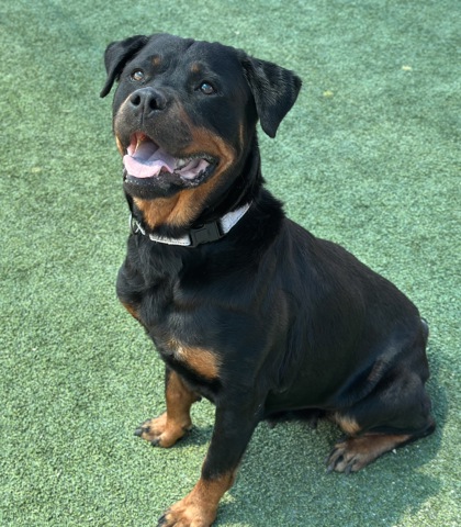 Shelter Stray Female Dog last seen W Shaw Ave & N Garfield Ave, Fresno Zone Fresno CO 1A 93723, CA, Fresno, CA 93706