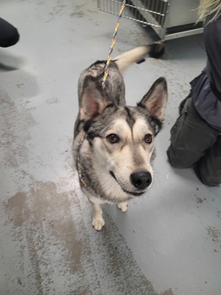 Shelter Stray Female Dog last seen Rancho Cordova, CA 95742, Sacramento, CA 95828