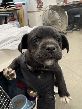 Shelter Stray Female Dog last seen Tulare ST and Van ness Avenue, Fresno Zone Fresno CO 2 93721, CA, 1510 W Dan Ronquillo Dr, Fresno, CA 93706, USA