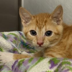 Shelter Stray Male Cat last seen Sacramento, CA 95828, Sacramento, CA 95828