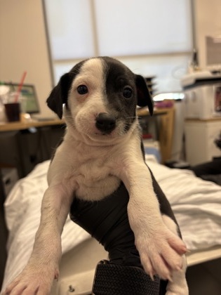 Shelter Stray Male Dog last seen Tulare ST and Van ness Avenue, Fresno Zone Fresno CO 2 93721, CA, 1510 W Dan Ronquillo Dr, Fresno, CA 93706, USA