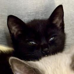 Shelter Stray Male Cat last seen Sacramento, CA 95828, Sacramento, CA 95828
