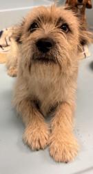 Shelter Stray Female Dog last seen Madera County, CA 93636, Madera, CA 93637