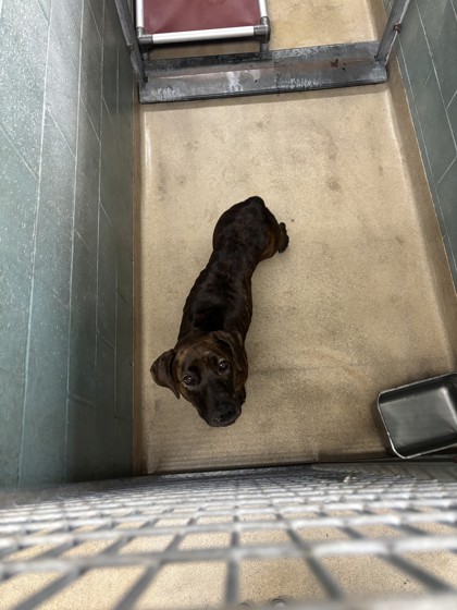 Shelter Stray Female Dog last seen Oakland, CA 94605, Oakland, CA 94601