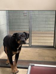 Shelter Stray Male Dog last seen Oakland, CA 94605, Oakland, CA 94601