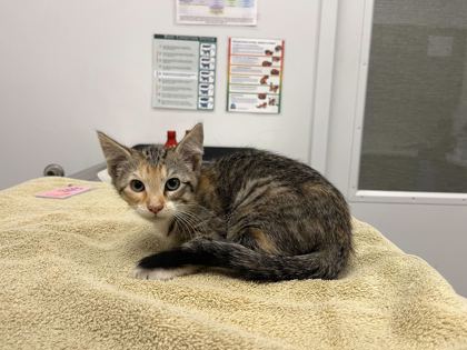 Shelter Stray Female Cat last seen Ward Pkwy & Brookside, KCMO, 64112, 64112, MO, Kansas City, MO 64132