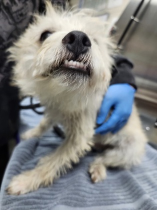 Shelter Stray Male Dog last seen North Charleston, SC 29405, North Charleston, SC 29406