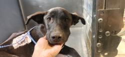 Shelter Stray Unknown Dog last seen Georgetown, TX 78626, Georgetown, TX 78626