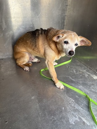 Shelter Stray Male Dog last seen Round Rock, TX 78681, Georgetown, TX 78626