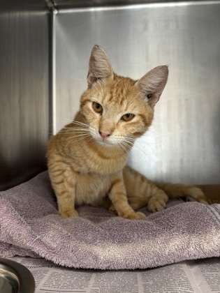 Shelter Stray Male Cat last seen Round Rock, TX 78664, Georgetown, TX 78626