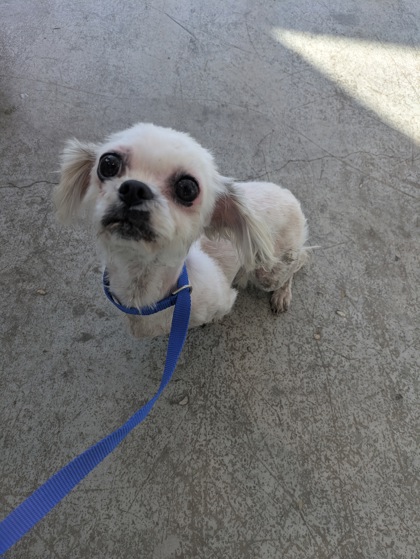 Shelter Stray Female Dog last seen , TX , Fort Worth, TX 76119