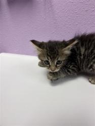Shelter Stray Male Cat last seen Fabens, TX 79838, Fort Bliss, TX 79906