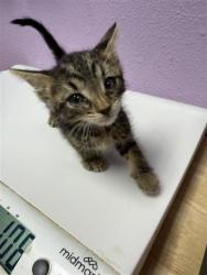 Shelter Stray Female Cat last seen Fabens, TX 79838, Fort Bliss, TX 79906