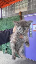 Shelter Stray Unknown Cat last seen El Paso, TX 79907, Fort Bliss, TX 79906