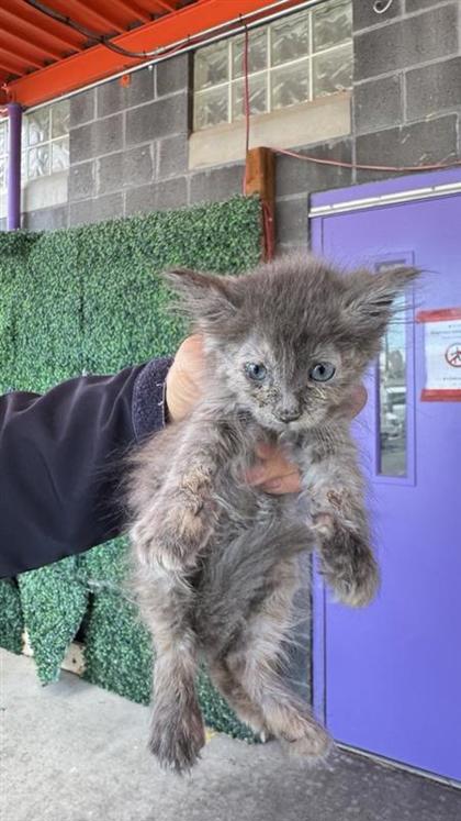 Shelter Stray Female Cat last seen El Paso, TX 79907, Fort Bliss, TX 79906