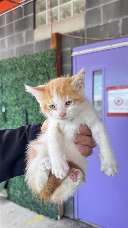 Shelter Stray Male Cat last seen El Paso, TX 79907, Fort Bliss, TX 79906
