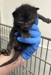 Shelter Stray Male Cat last seen NW Russell Road, Poulsbo, WA, 98370, Silverdale, WA 98383