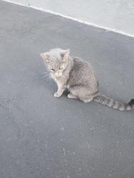 Reunited Unknown Cat last seen Paisley Blvd , Mississauga, ON L5B 2B3
