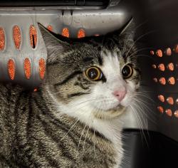 Shelter Stray Male Cat last seen Near NE 22nd Street, DES MOINES, IA, 50313, Des Moines, IA 50313