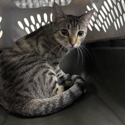 Shelter Stray Female Cat last seen Unknown, DES MOINES, IA, 50316, Des Moines, IA 50313