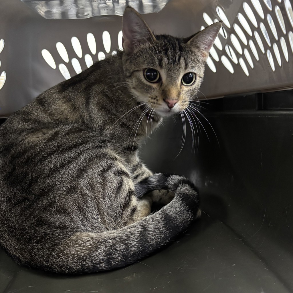 Shelter Stray Female Cat last seen Unknown, DES MOINES, IA, 50316, Des Moines, IA 50313
