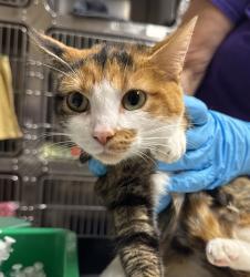 Shelter Stray Female Cat last seen OR, Troutdale, OR 97060
