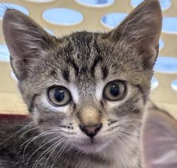 Shelter Stray Female Cat last seen Unknown, DES MOINES, IA, 50316, Des Moines, IA 50313