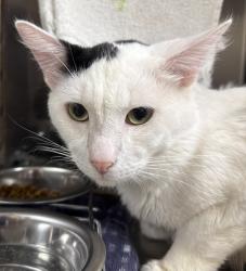 Shelter Stray Male Cat last seen OR, Troutdale, OR 97060