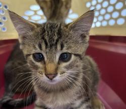 Shelter Stray Male Cat last seen Unknown, DES MOINES, IA, 50316, Des Moines, IA 50313