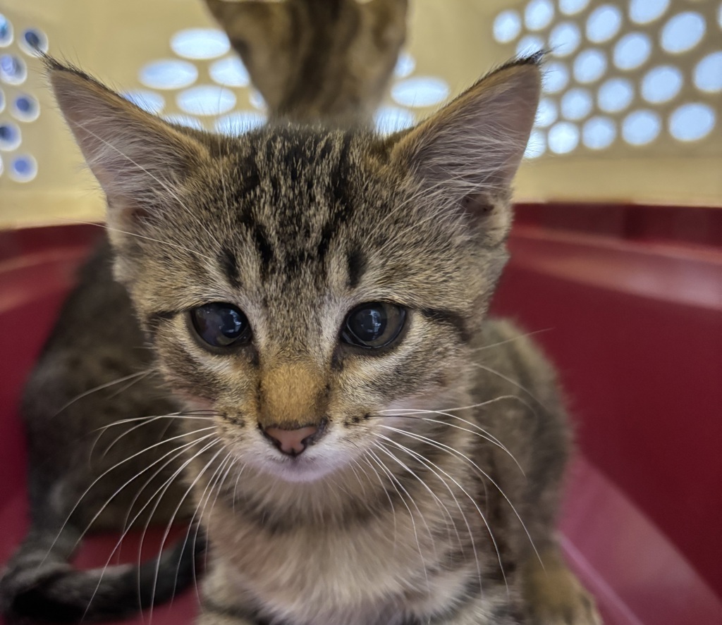 Shelter Stray Male Cat last seen Unknown, DES MOINES, IA, 50316, Des Moines, IA 50313