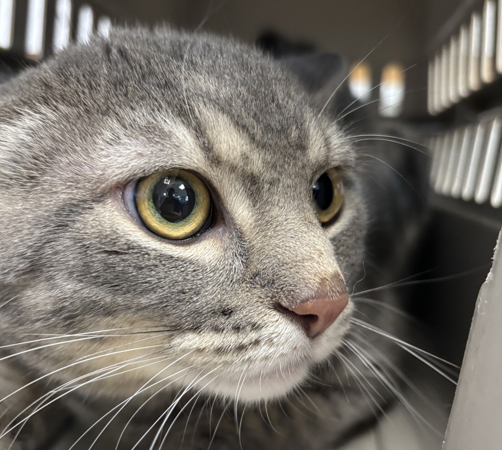 Shelter Stray Male Cat last seen 4th Street, WAUKEE, IA, 50263, Des Moines, IA 50313