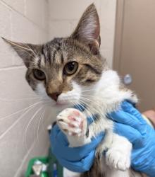 Shelter Stray Male Cat last seen OR, Troutdale, OR 97060