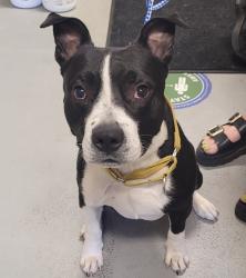 Shelter Stray Male Dog last seen NE Saratoga / Maryland, PORTLAND, OR, 97211, Troutdale, OR 97060