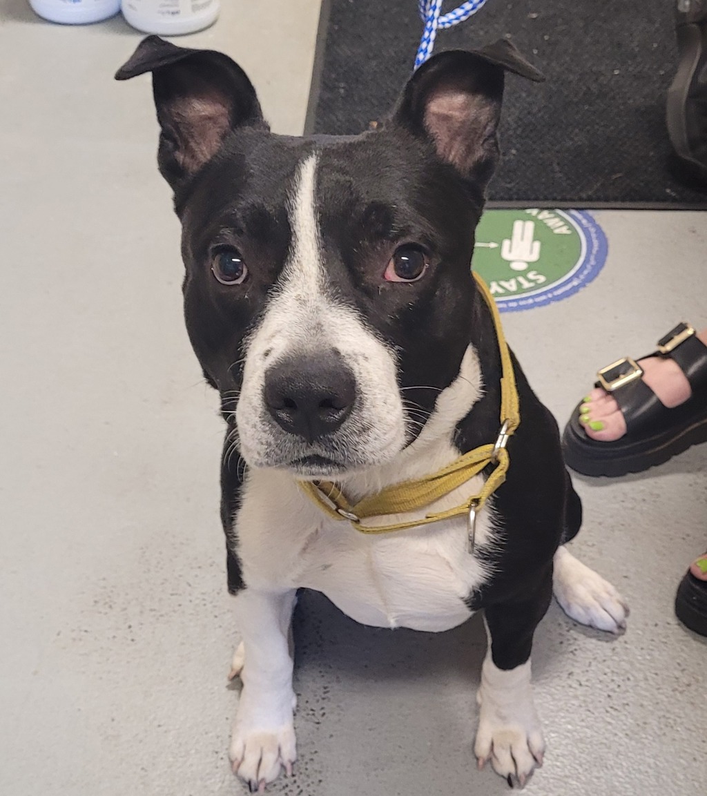 Shelter Stray Male Dog last seen NE Saratoga / Maryland, PORTLAND, OR, 97211, Troutdale, OR 97060
