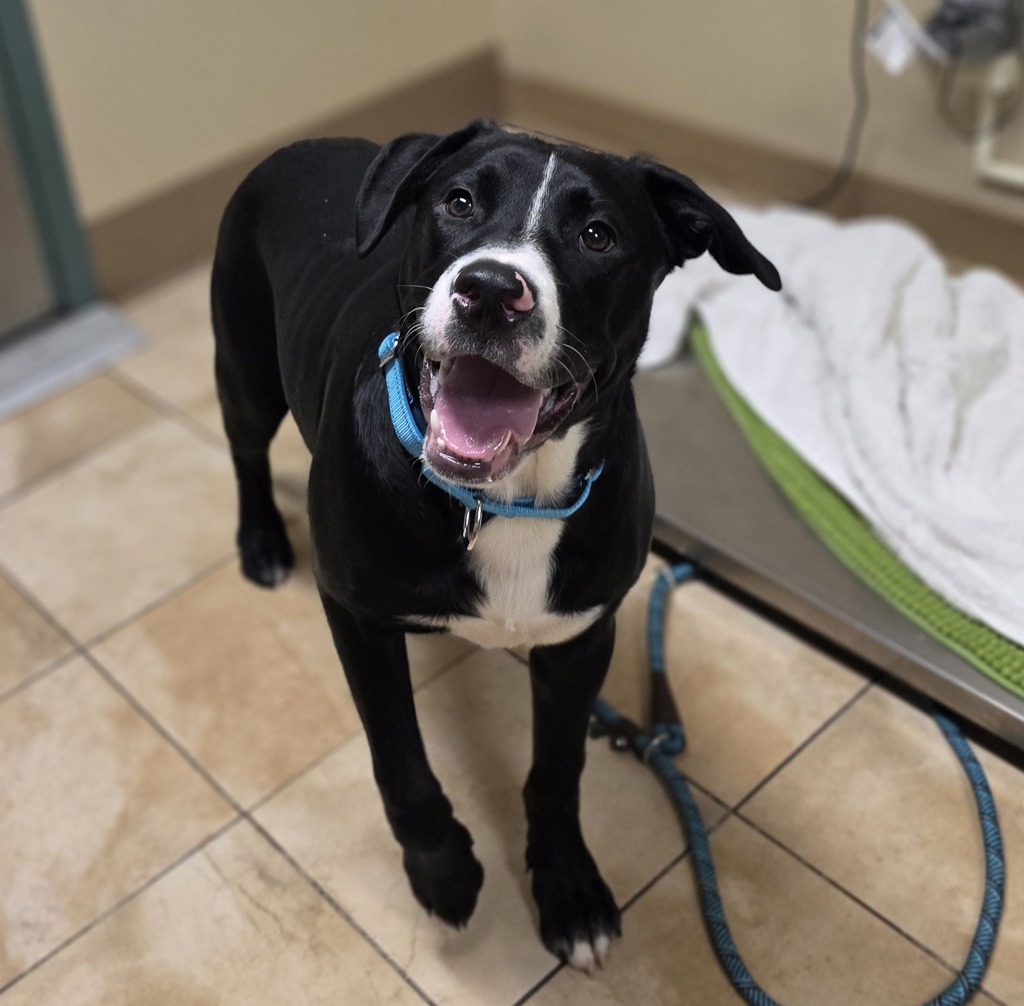 Shelter Stray Male Dog last seen NE 238th / Sandy Blvd, WOOD VILLAGE, OR, 97060, Troutdale, OR 97060