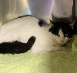 Shelter Stray Male Cat last seen 176th/division, OR, Troutdale, OR 97060