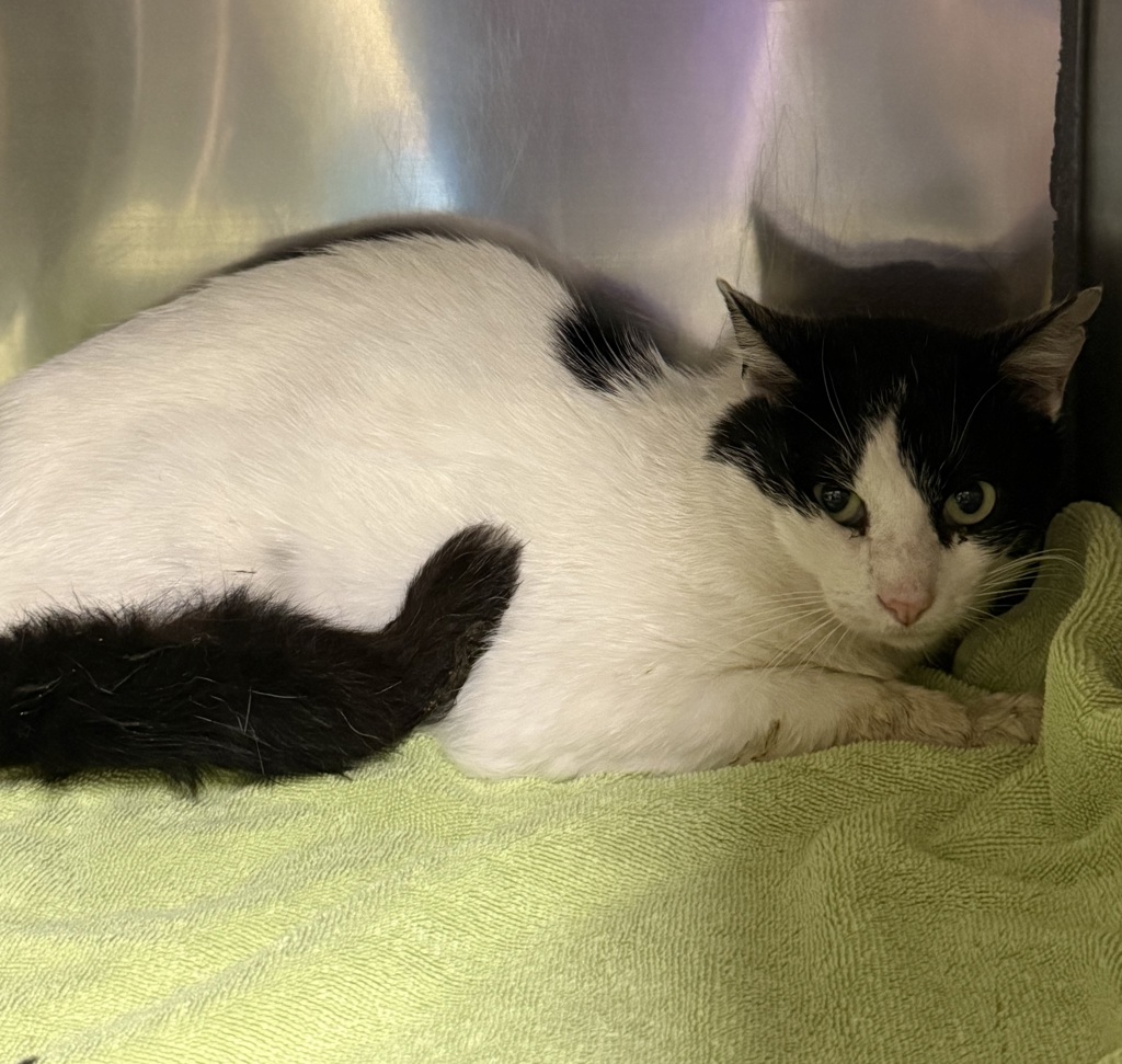 Shelter Stray Male Cat last seen 176th/division, OR, Troutdale, OR 97060