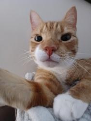 Reunited Male Cat last seen Summerwind plantations , Garner, NC 27529