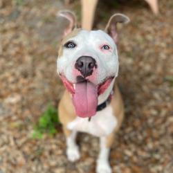 Shelter Stray Female Dog last seen , Jacksonville, FL 32216